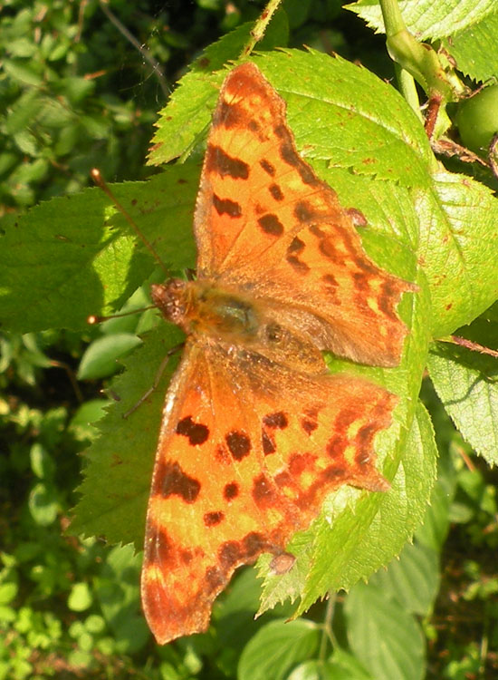 Quale Polygonia?